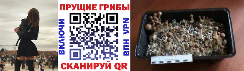 наркошоп Сольцы Галлюциногенные грибы Magic Shrooms